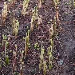 山菜品质小铺子