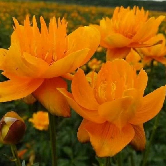 🌺🌲八方来财🌲🌺