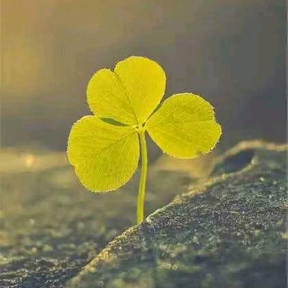 🍀柒月