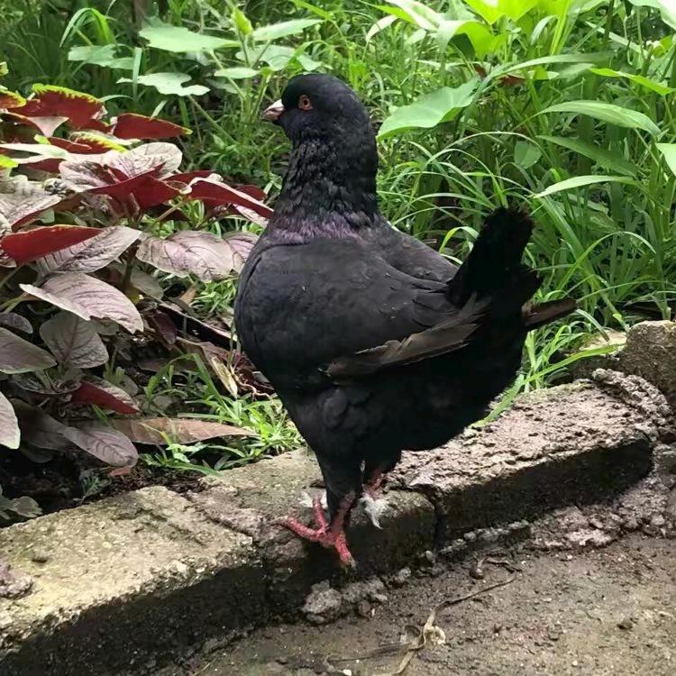 蓉姐鸽子厂
