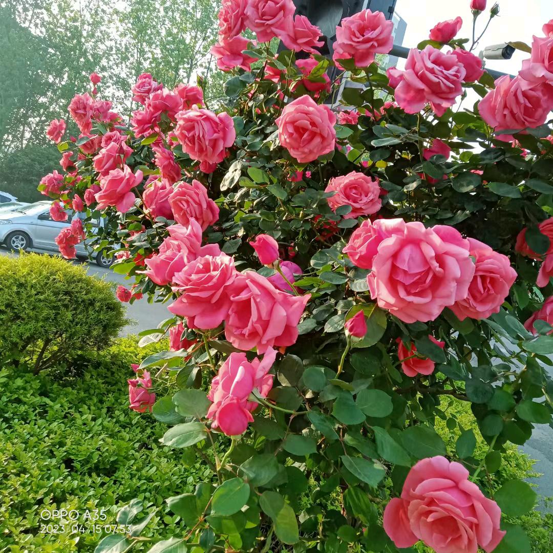 🌸🌺好，真好