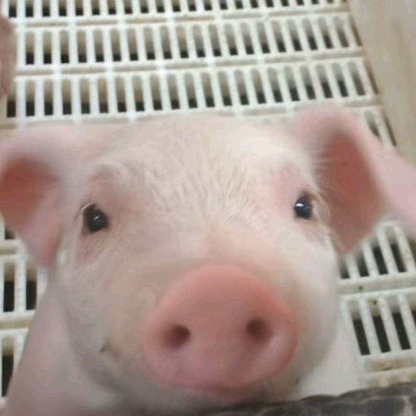 没有刻意装傻只是智商低