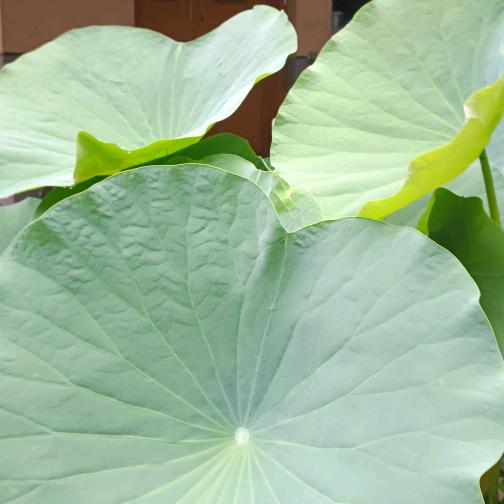 夏语