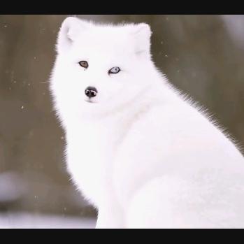有雪