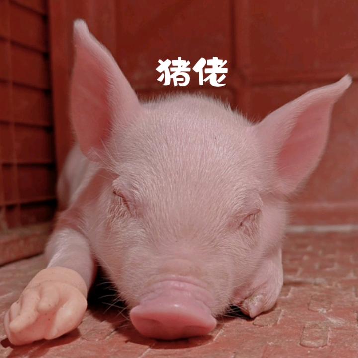 猪佬