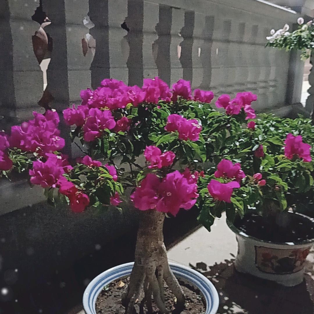 秀春