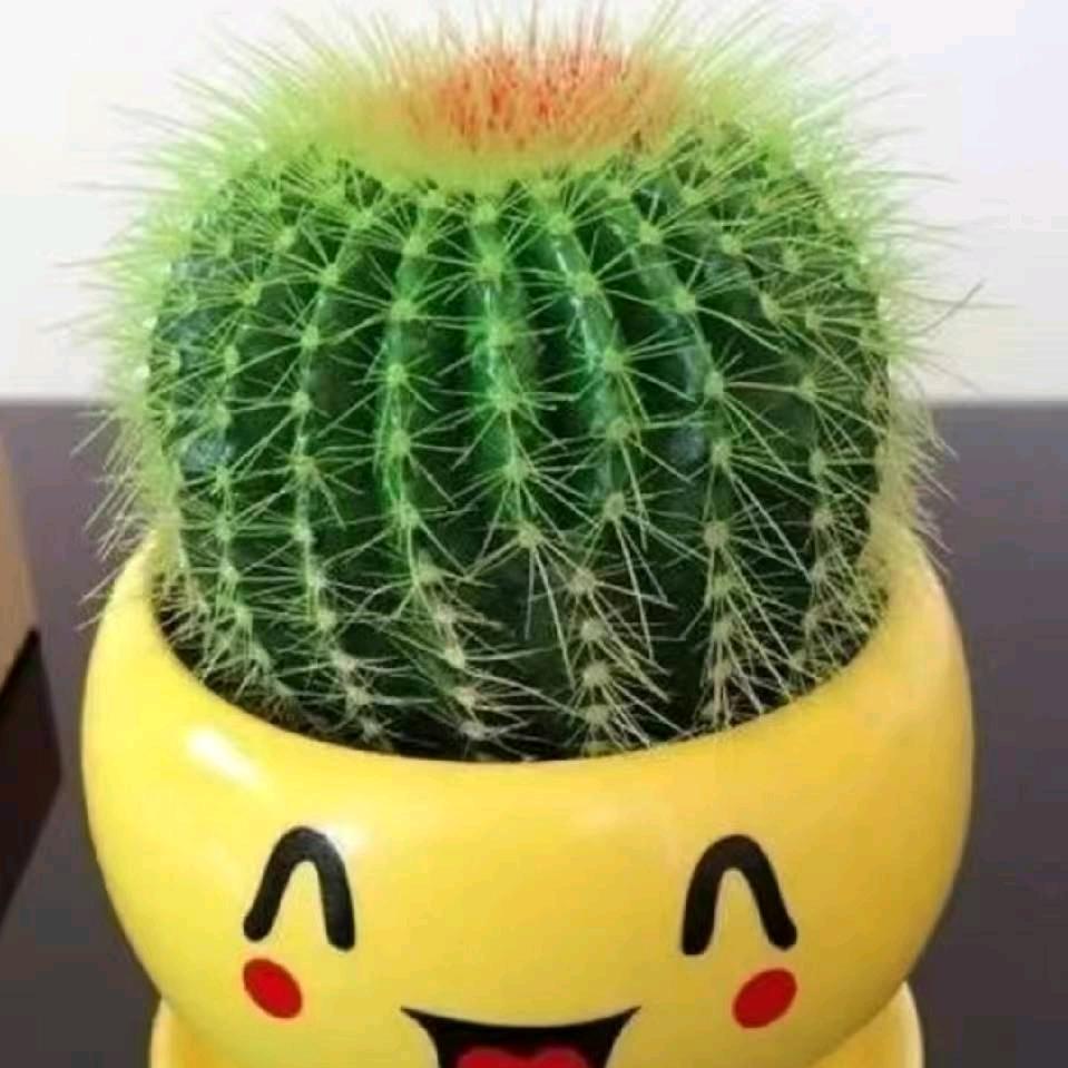简简单单
