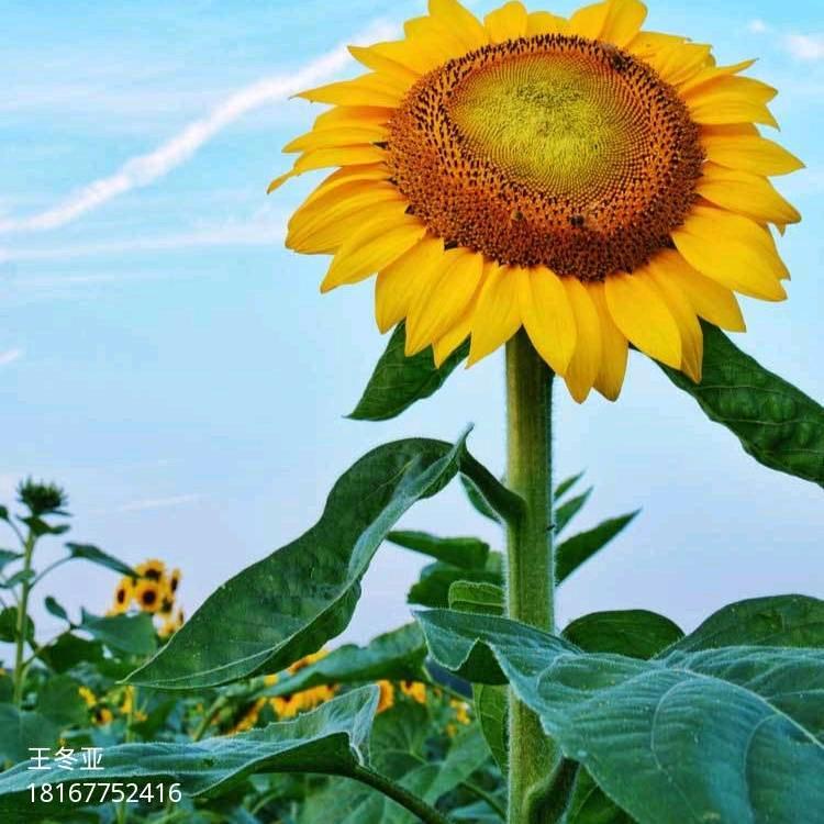 恒久二手房王冬亚