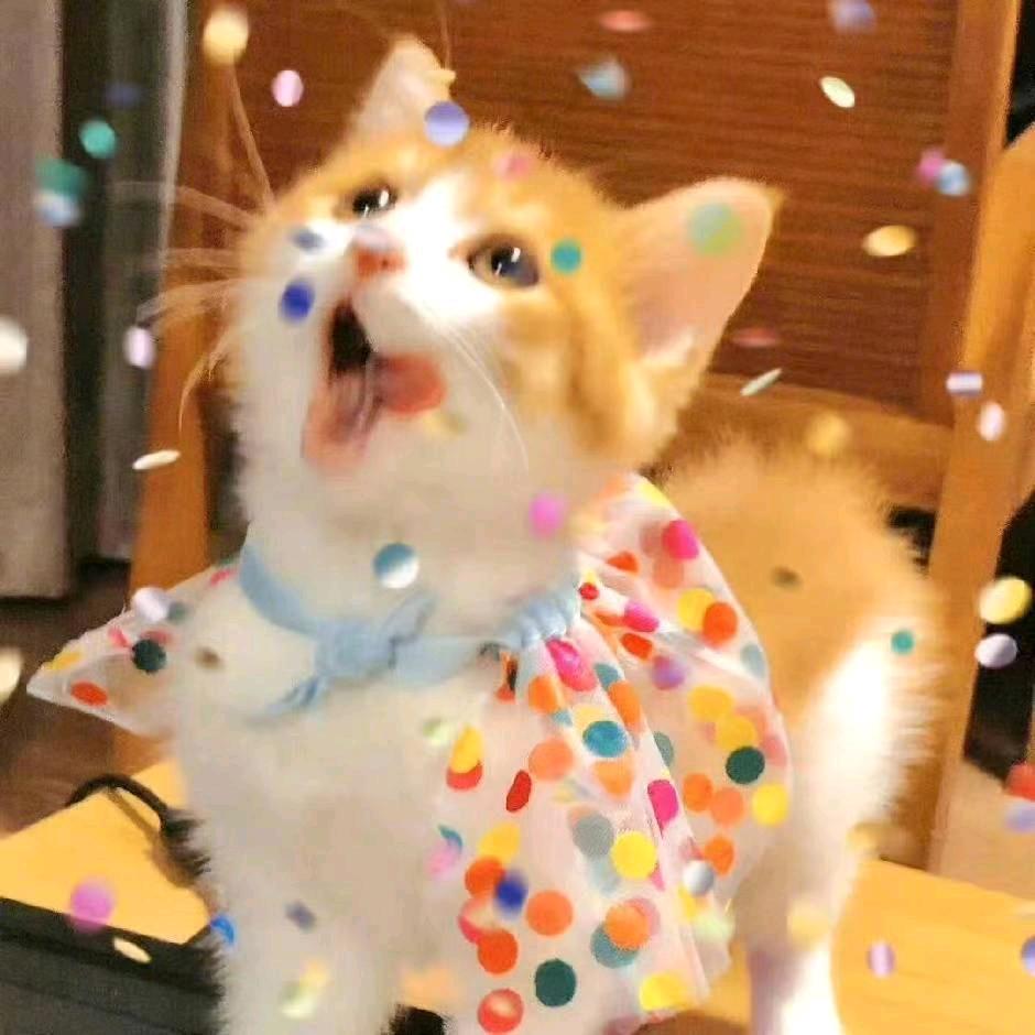 大壮与猫