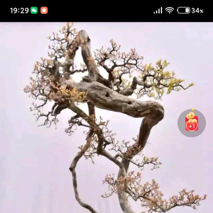 初心哥