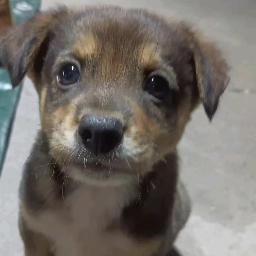 凡心