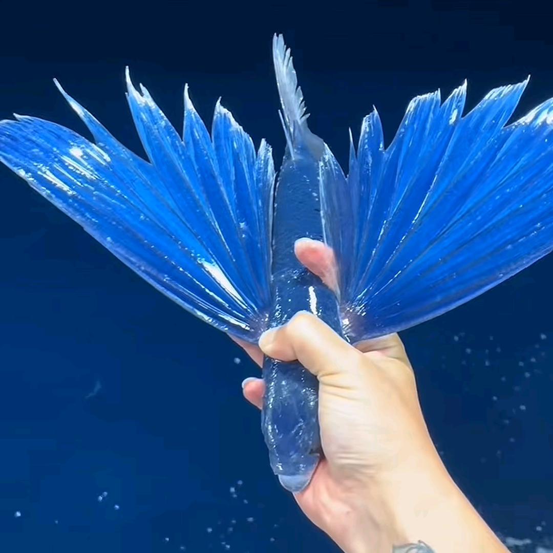 榴莲味（新主播活跃）