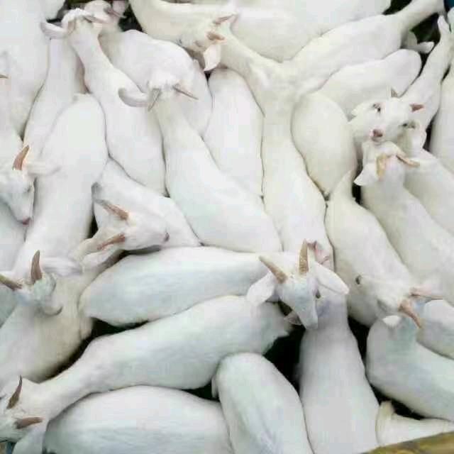 山西临汾洪洞全娃活羊交易