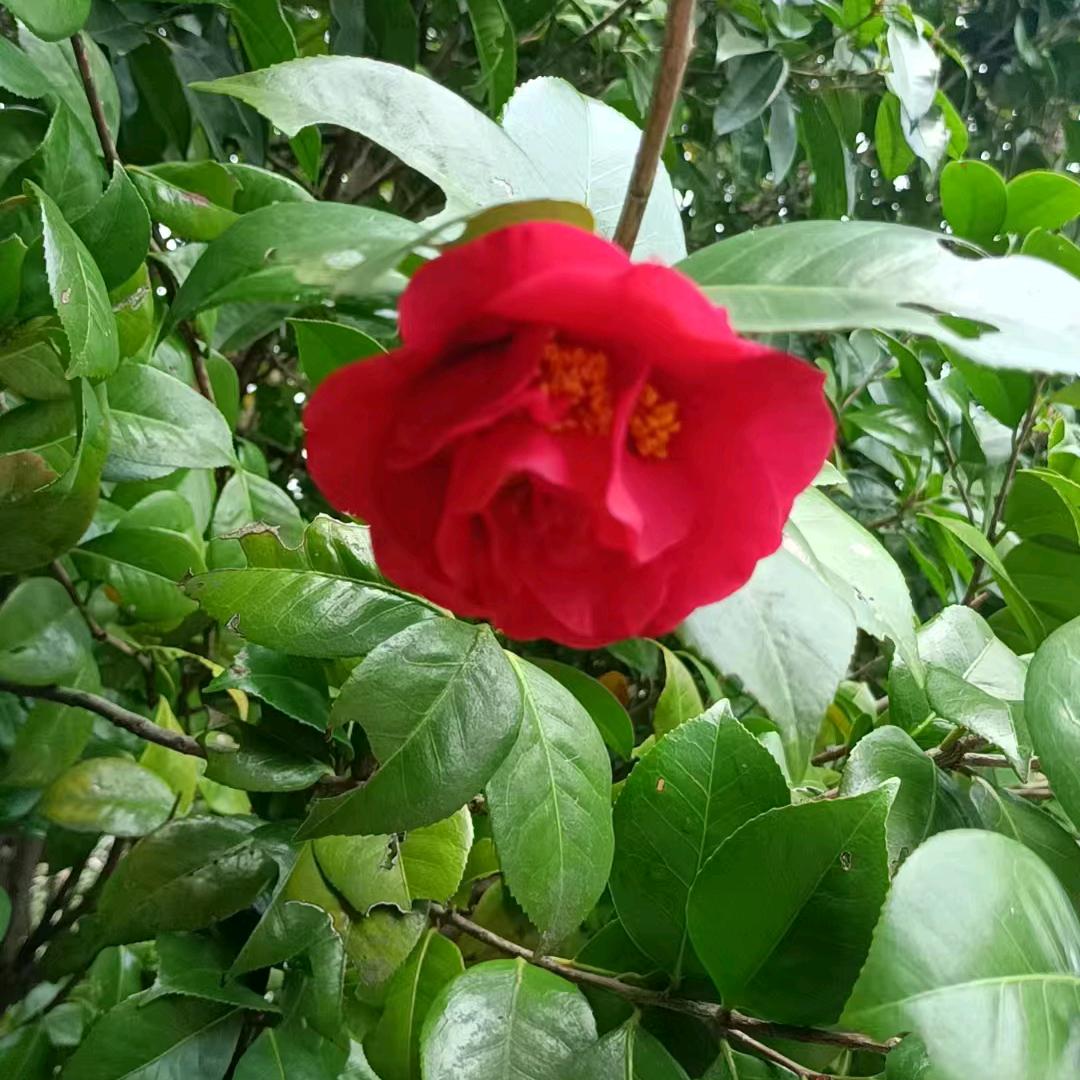 xiaoligegong81