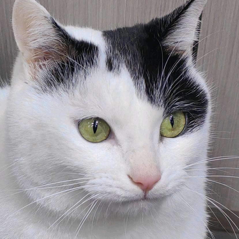 辣椒警长的小店