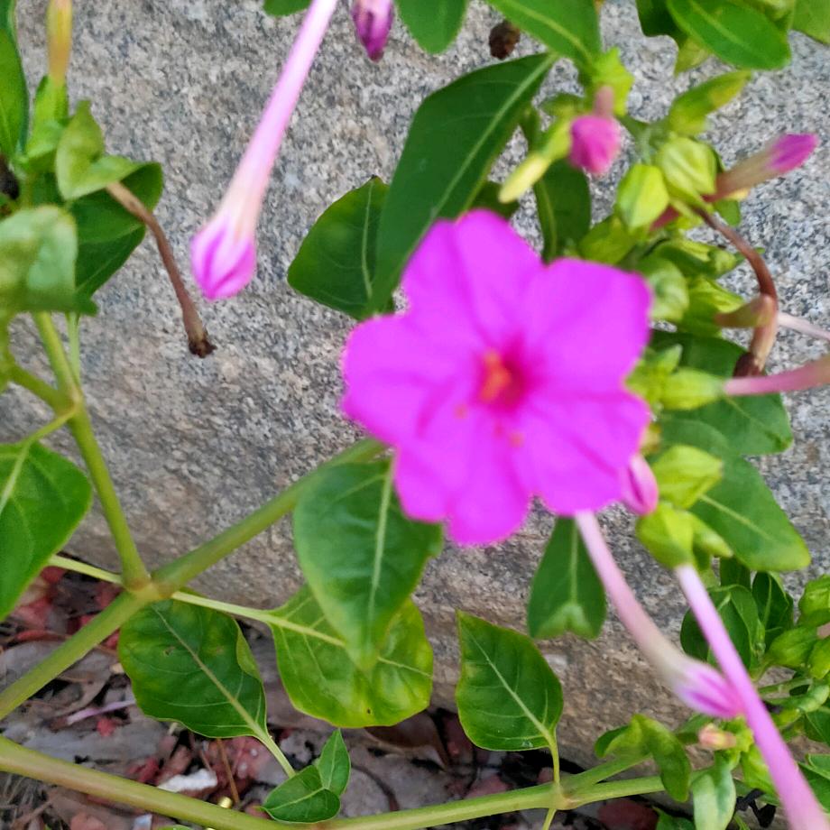 🌻向儿葵🌻