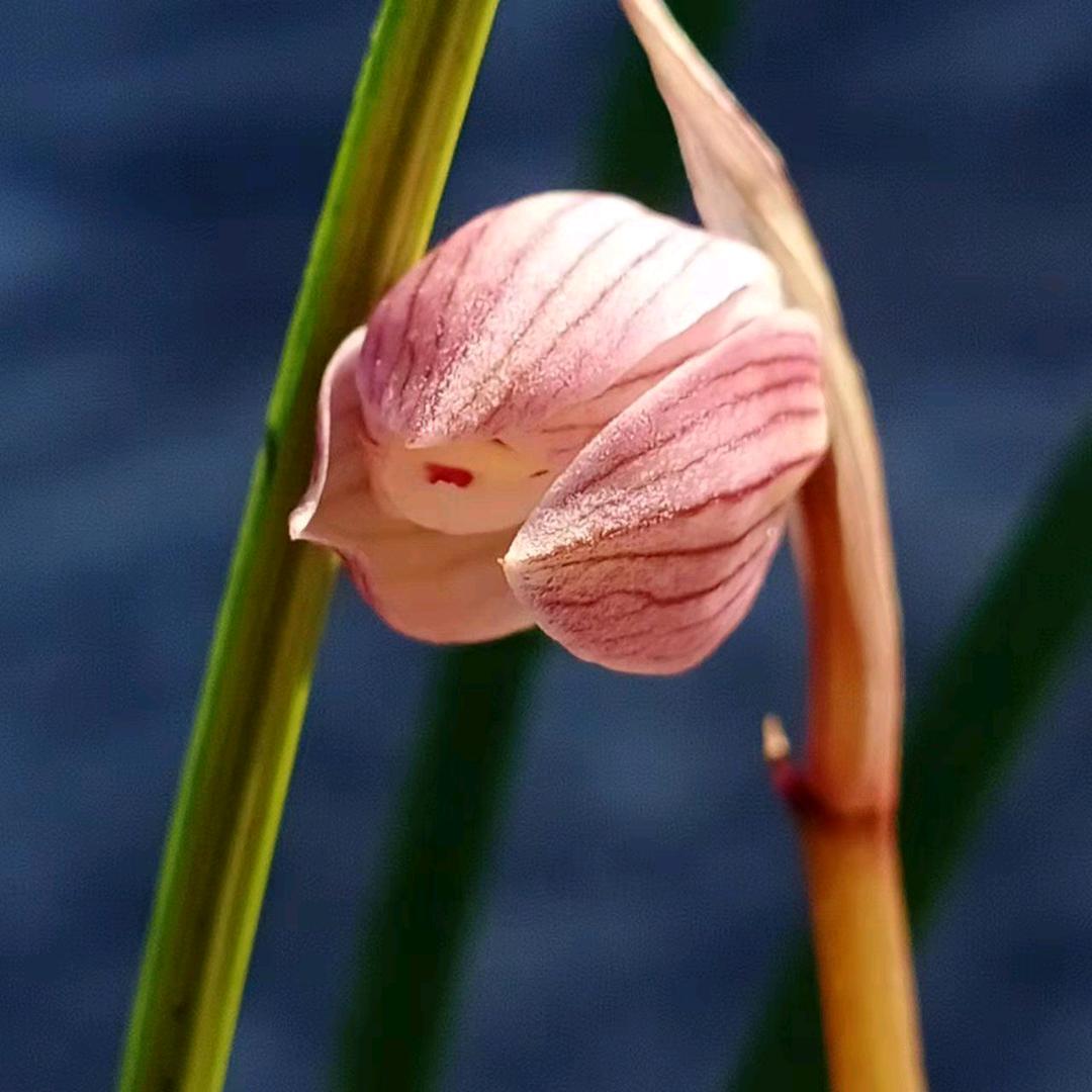 小密