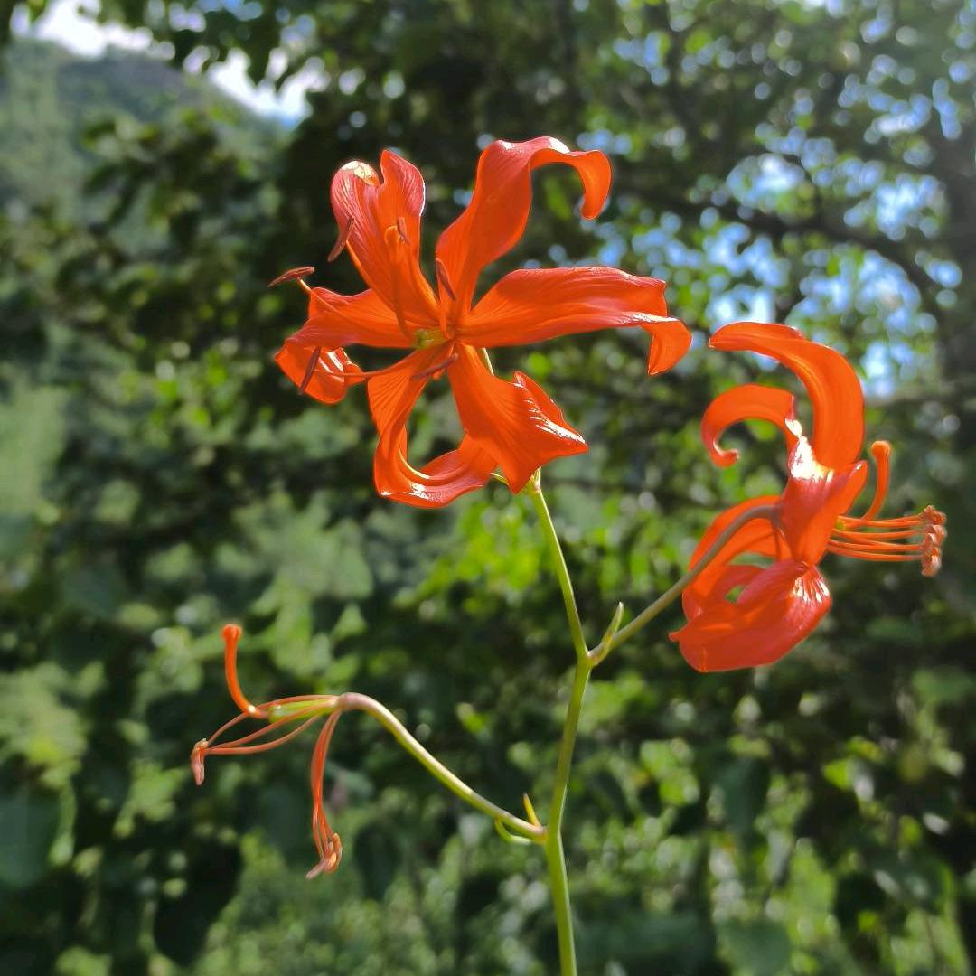 花开富贵(地铁逃生)