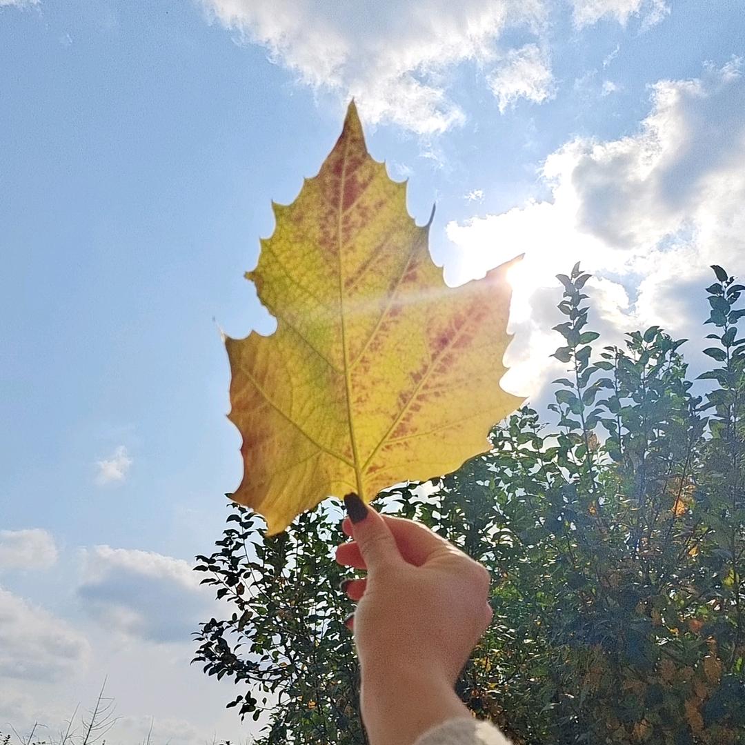 秋天🍁