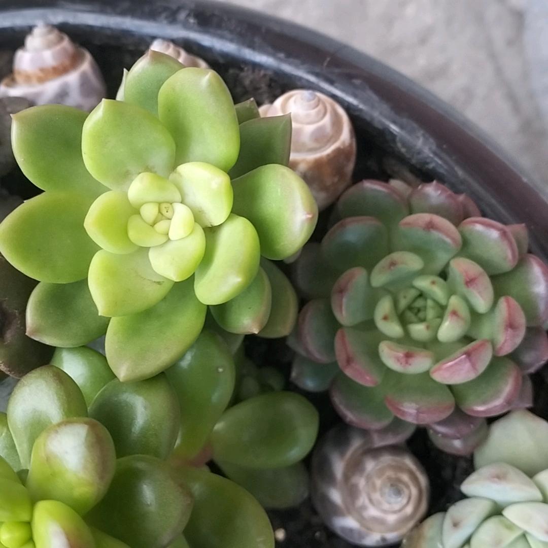 玲玲