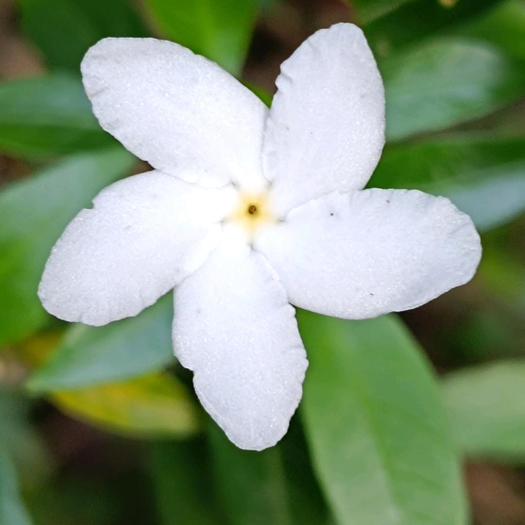 小胖淼淼