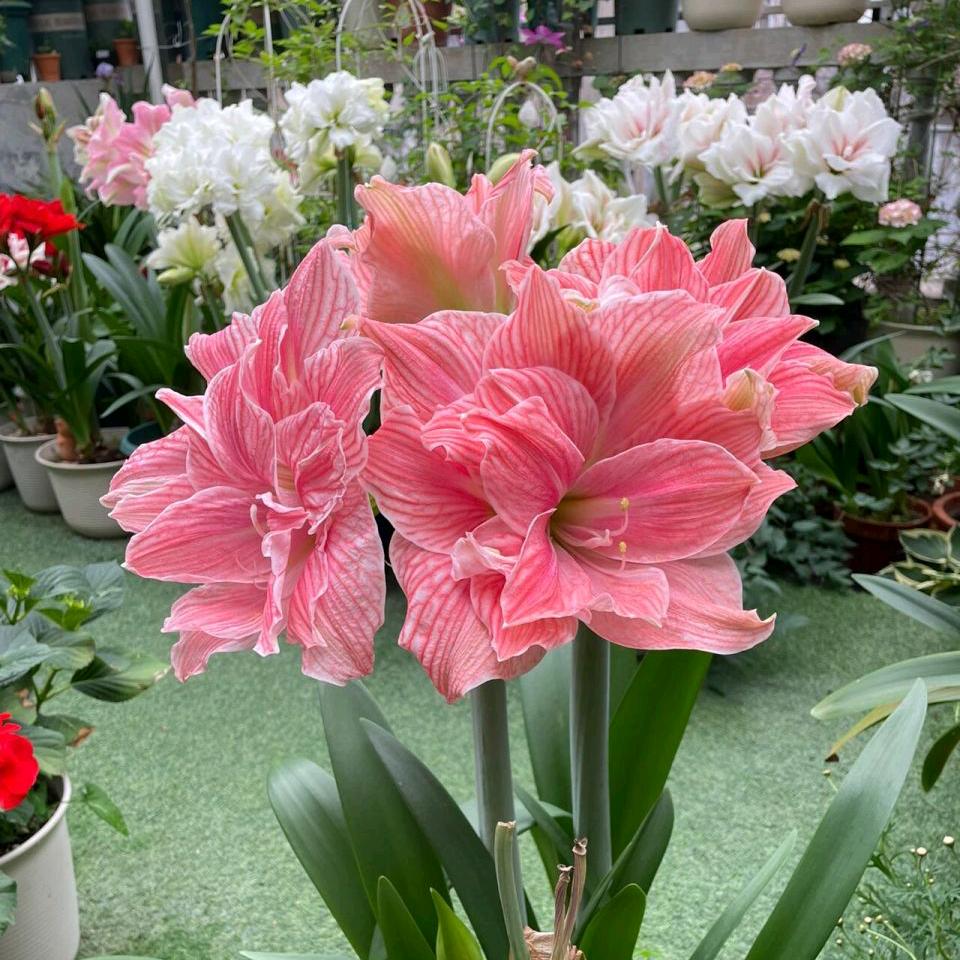 ╰☆繁华の丽☆╮