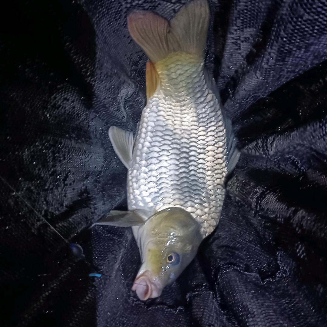 野钓跑🐟哥🎣陈银银꧂