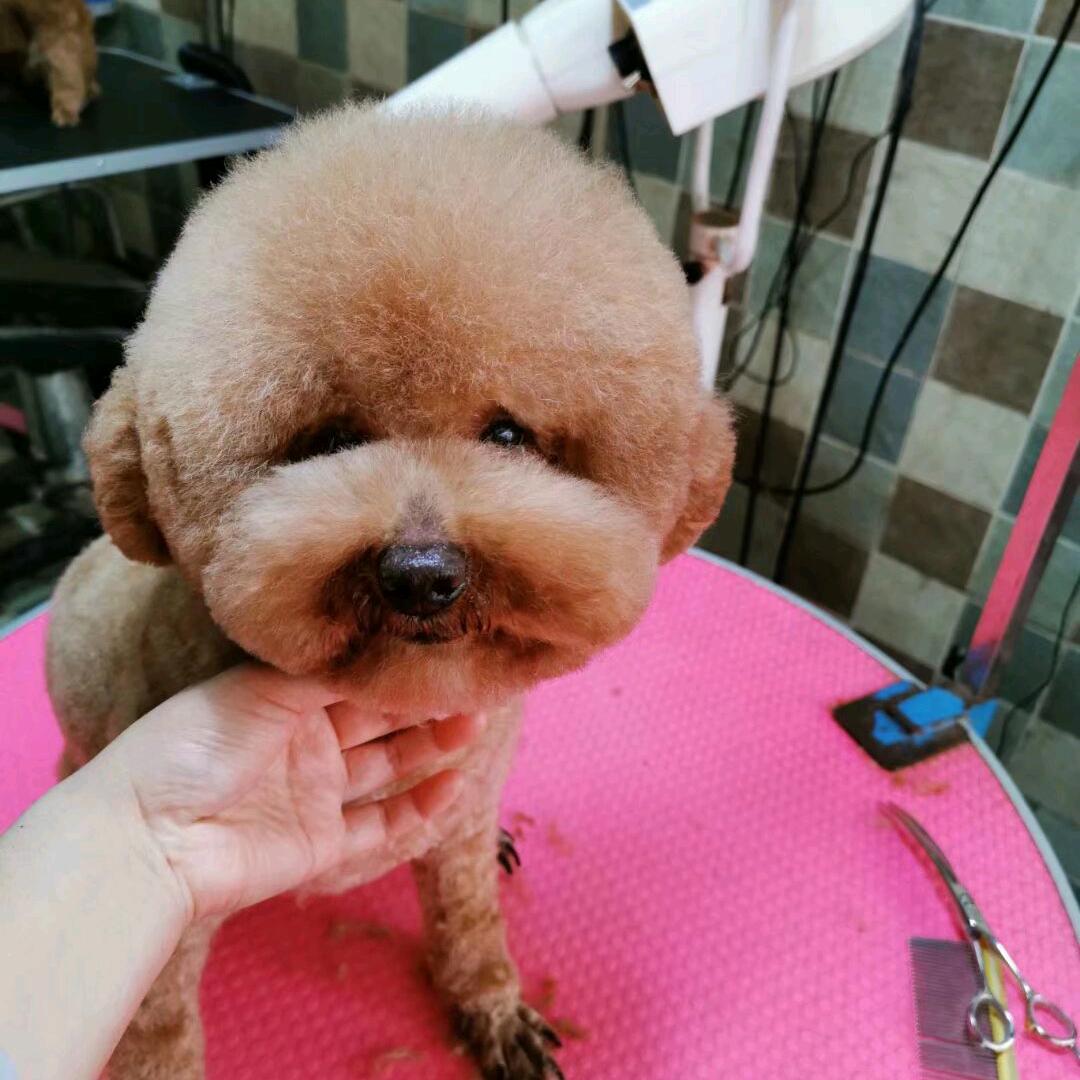 米家爱宠美容师