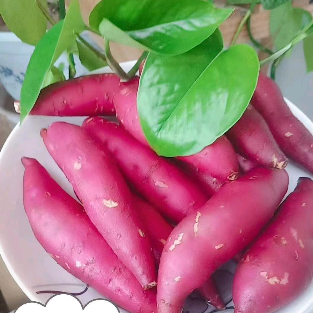 百薯园蜜薯02
