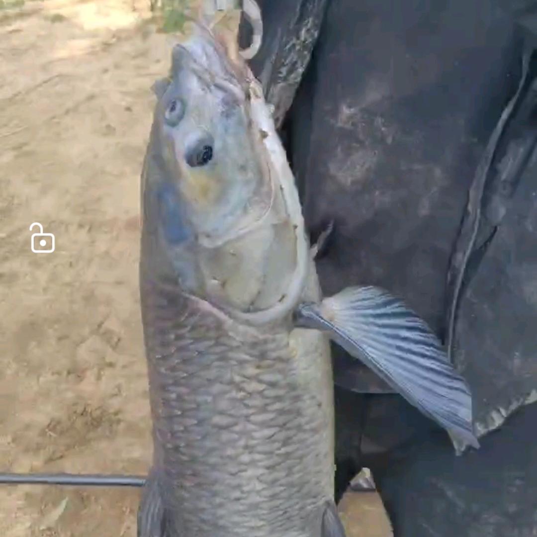 阜西垂钓园啊田