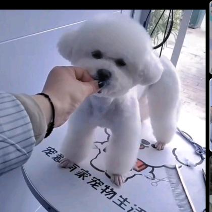 砀山县唐寨宠爱有家宠物店🐕🐕🐕