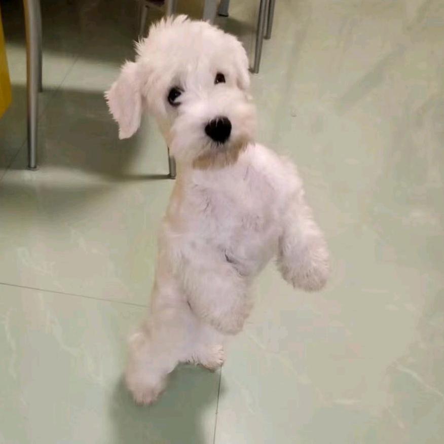 无尾熊