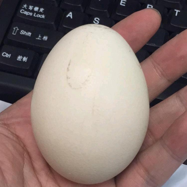 一个蛋