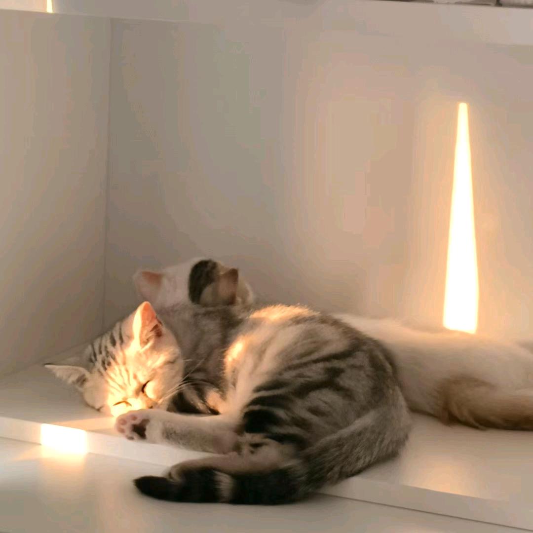 未🍰邪🐾