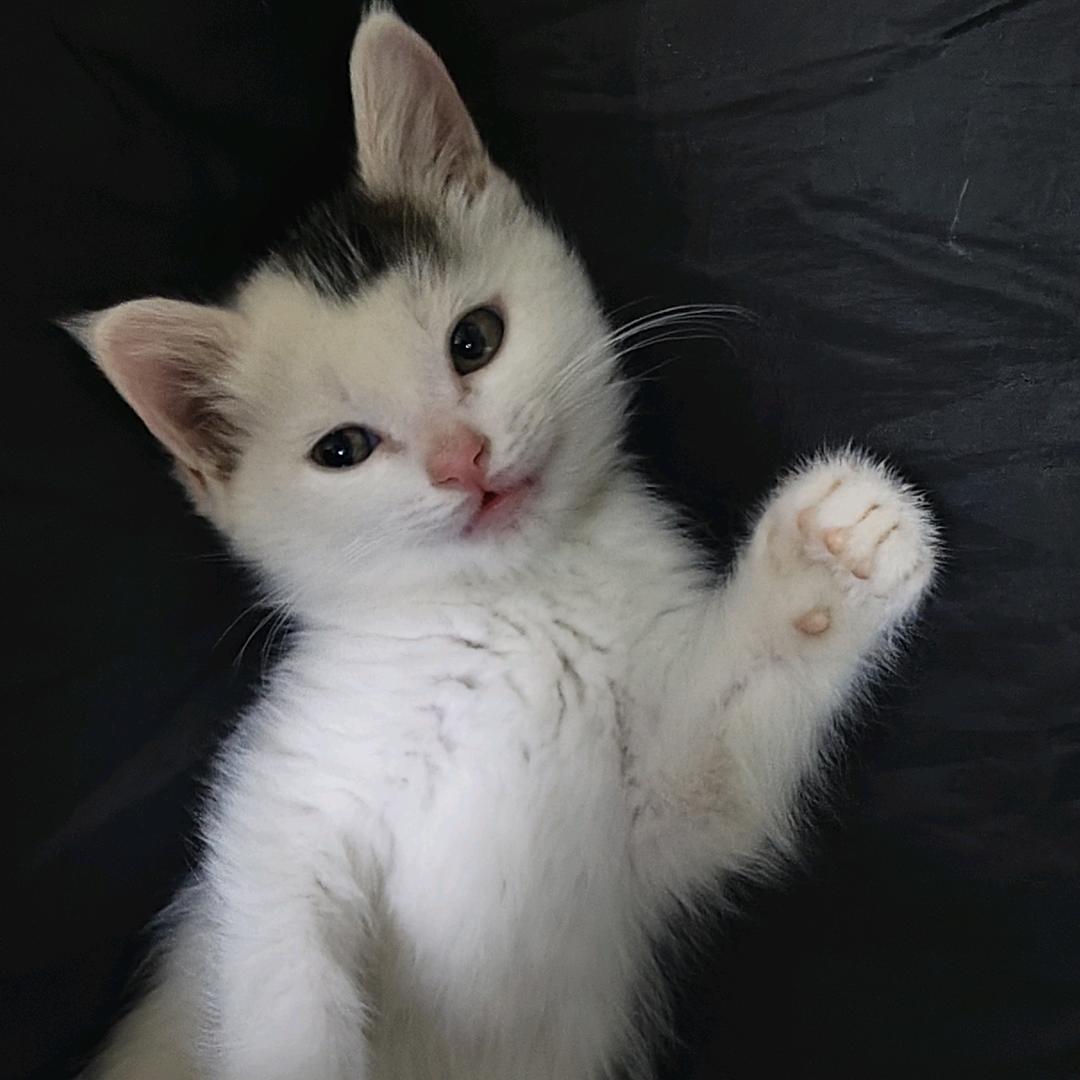 斜刘海（发财💰版）