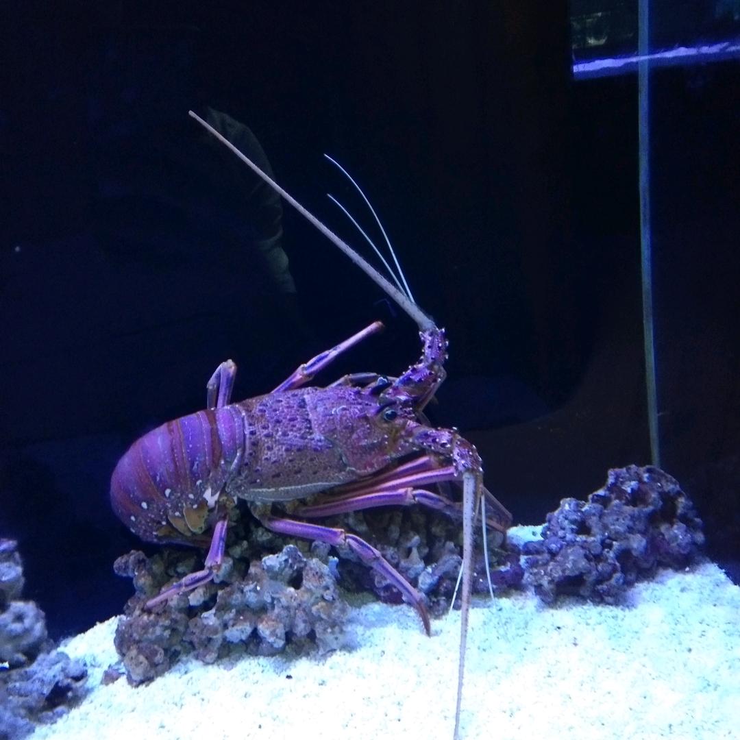 王先生