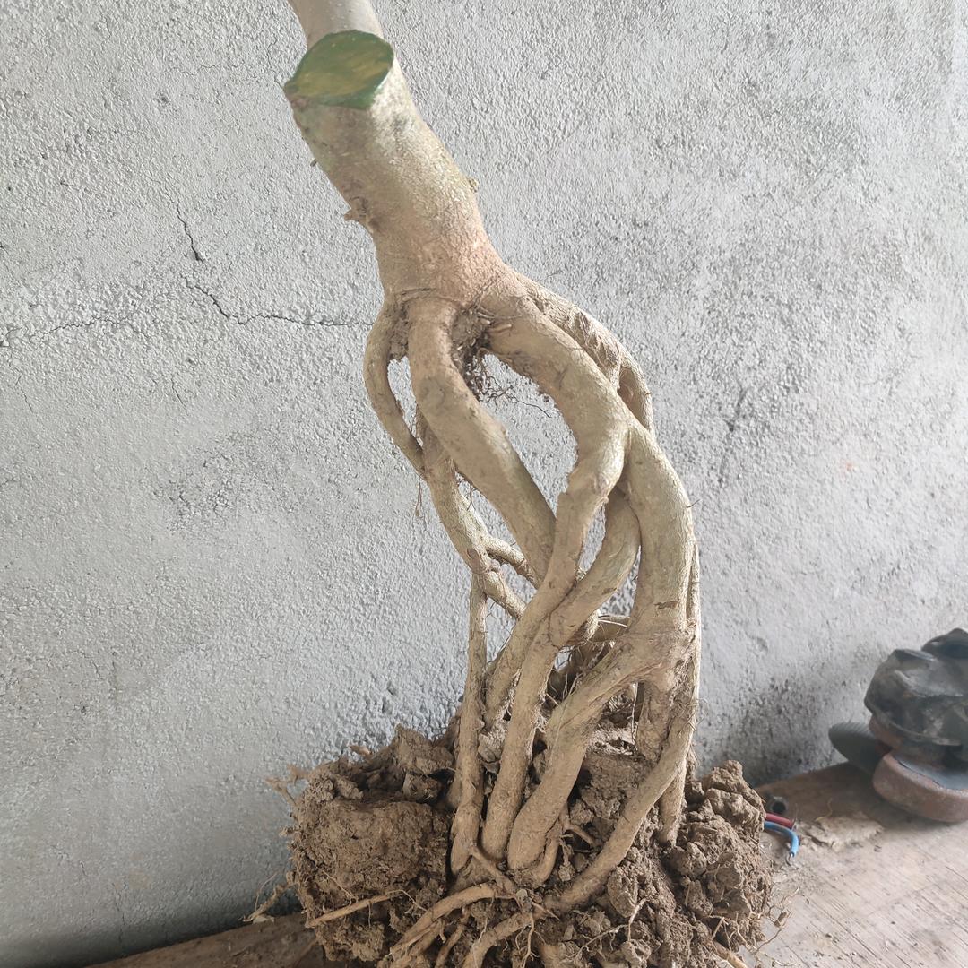 富家岭园艺中心