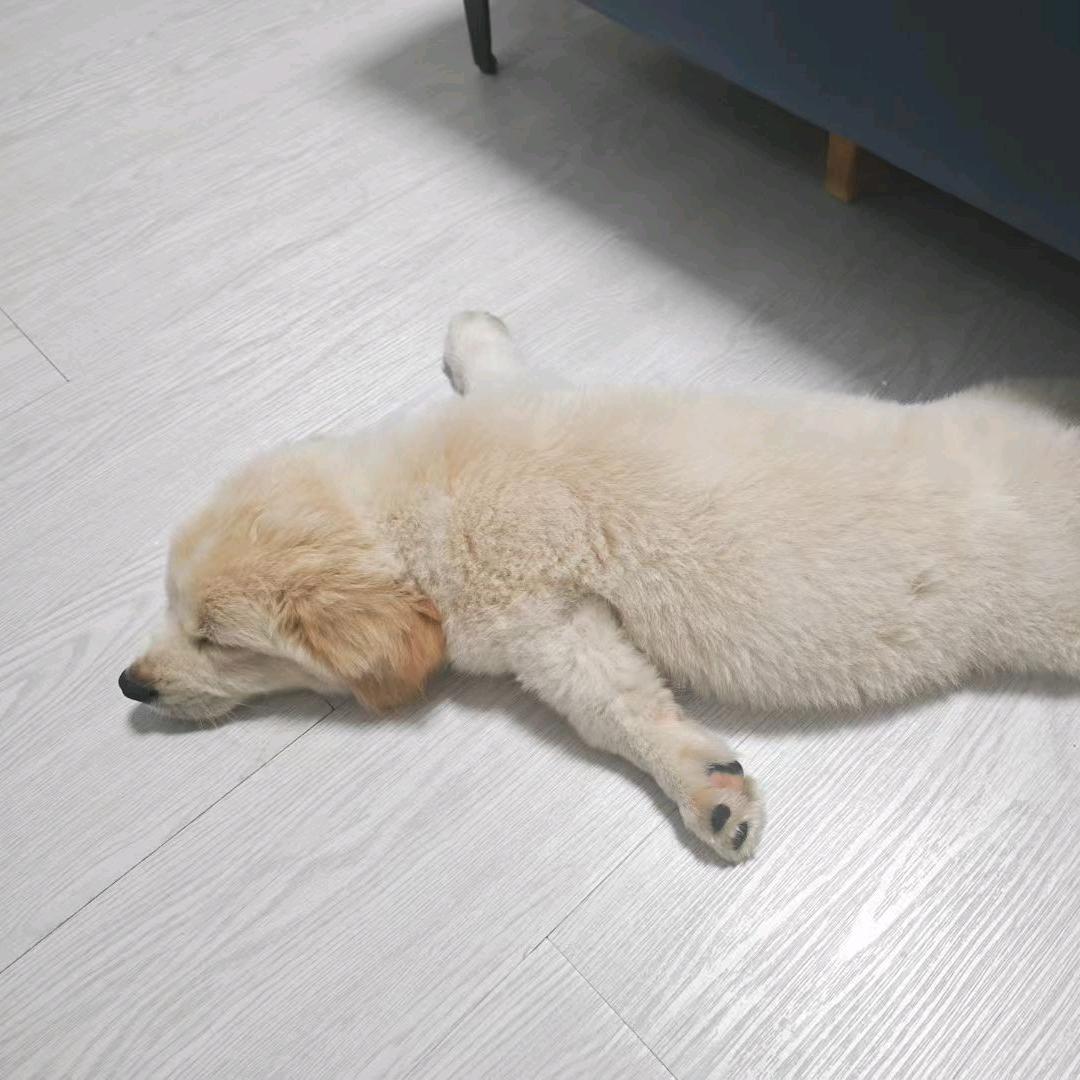 战狼