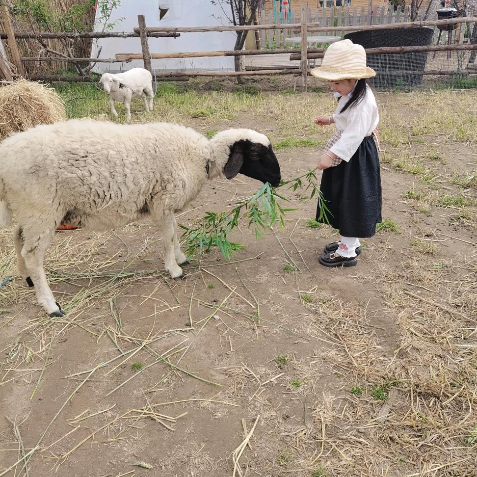 月光下的凤尾竹11