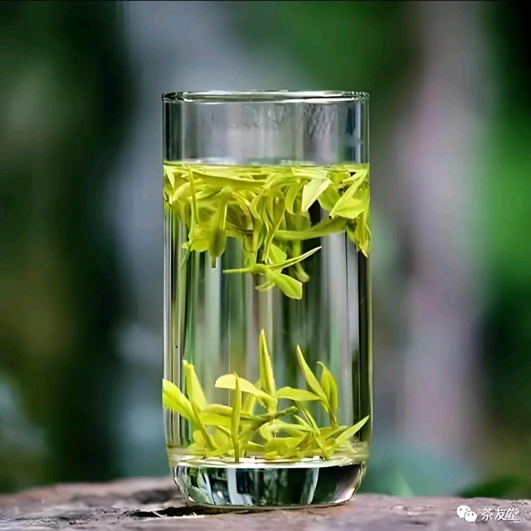 高山茗茶