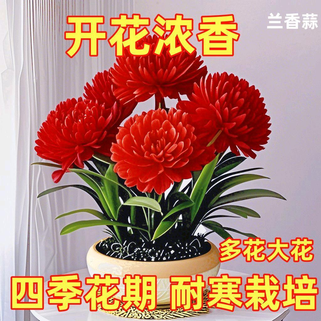 帅帅小老头
