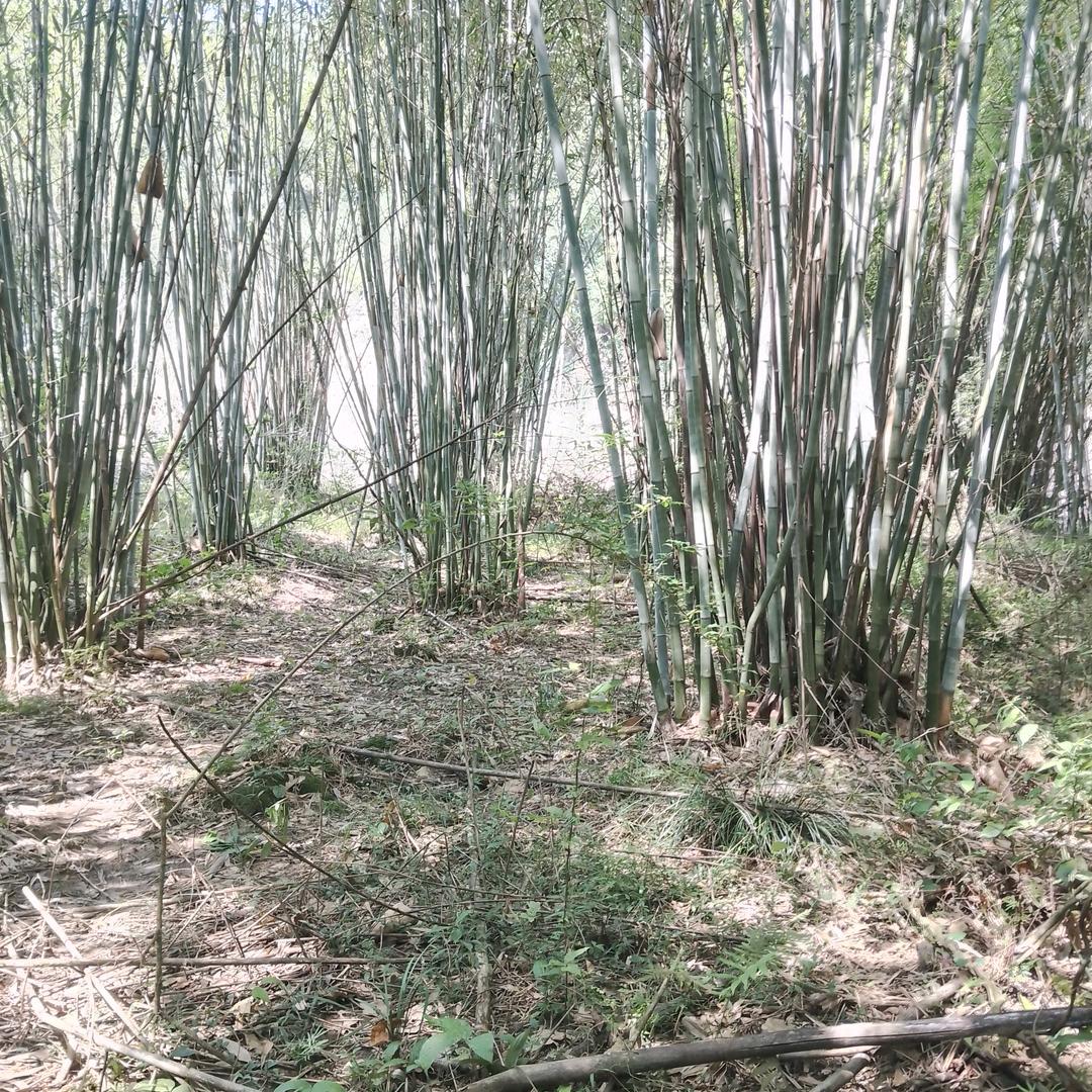 阿  荣