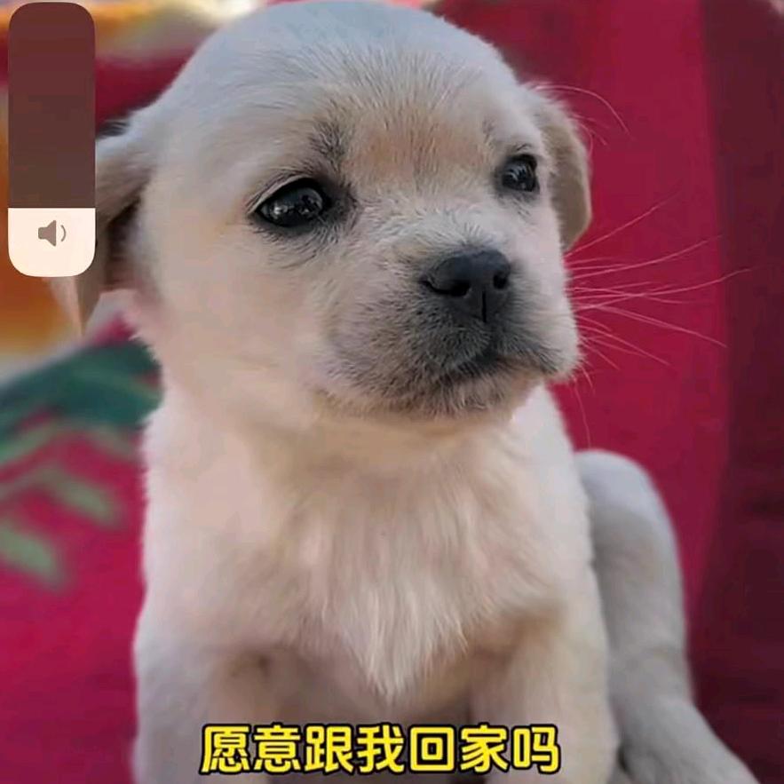 付bao华