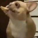 纸艾格