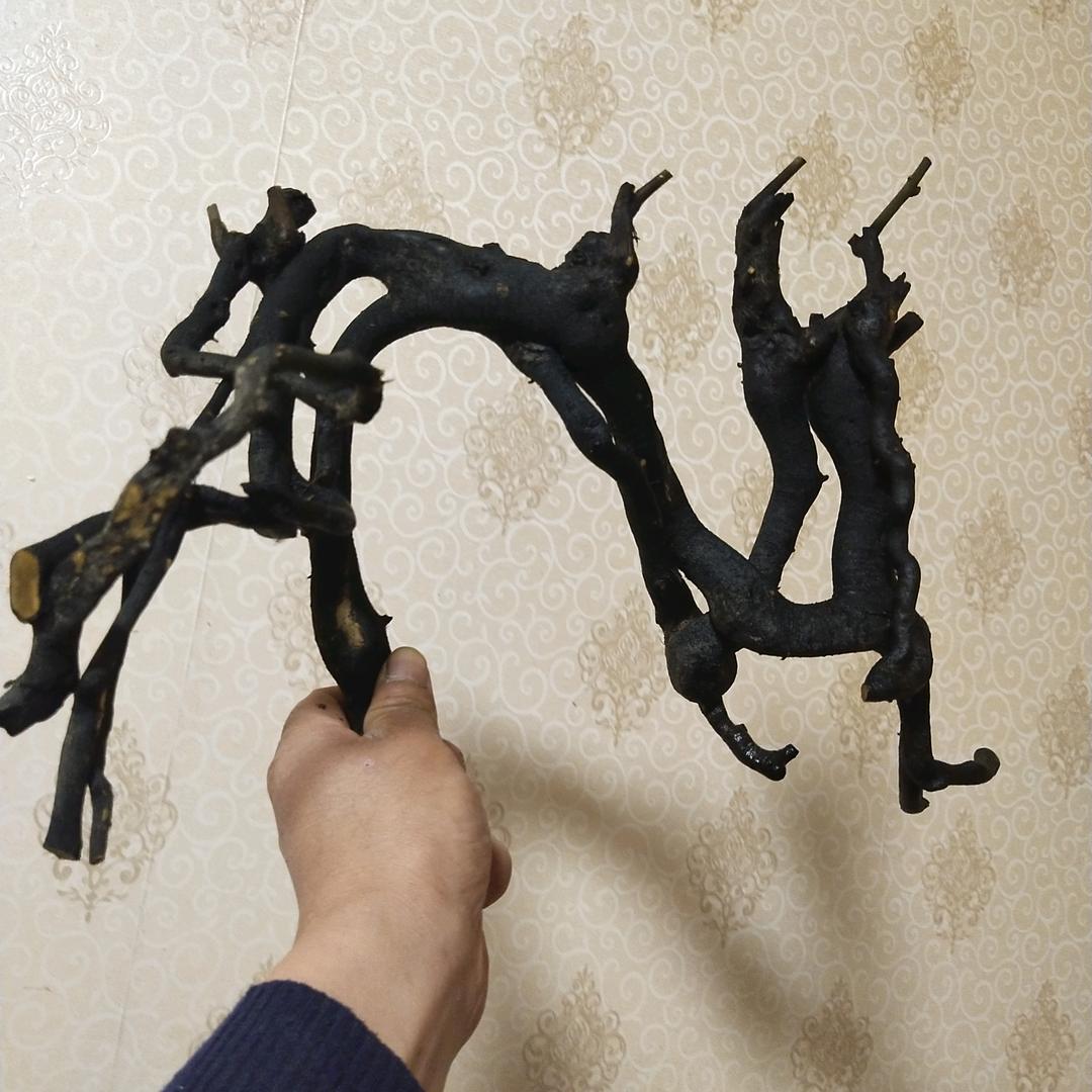 金弹子盆景大号