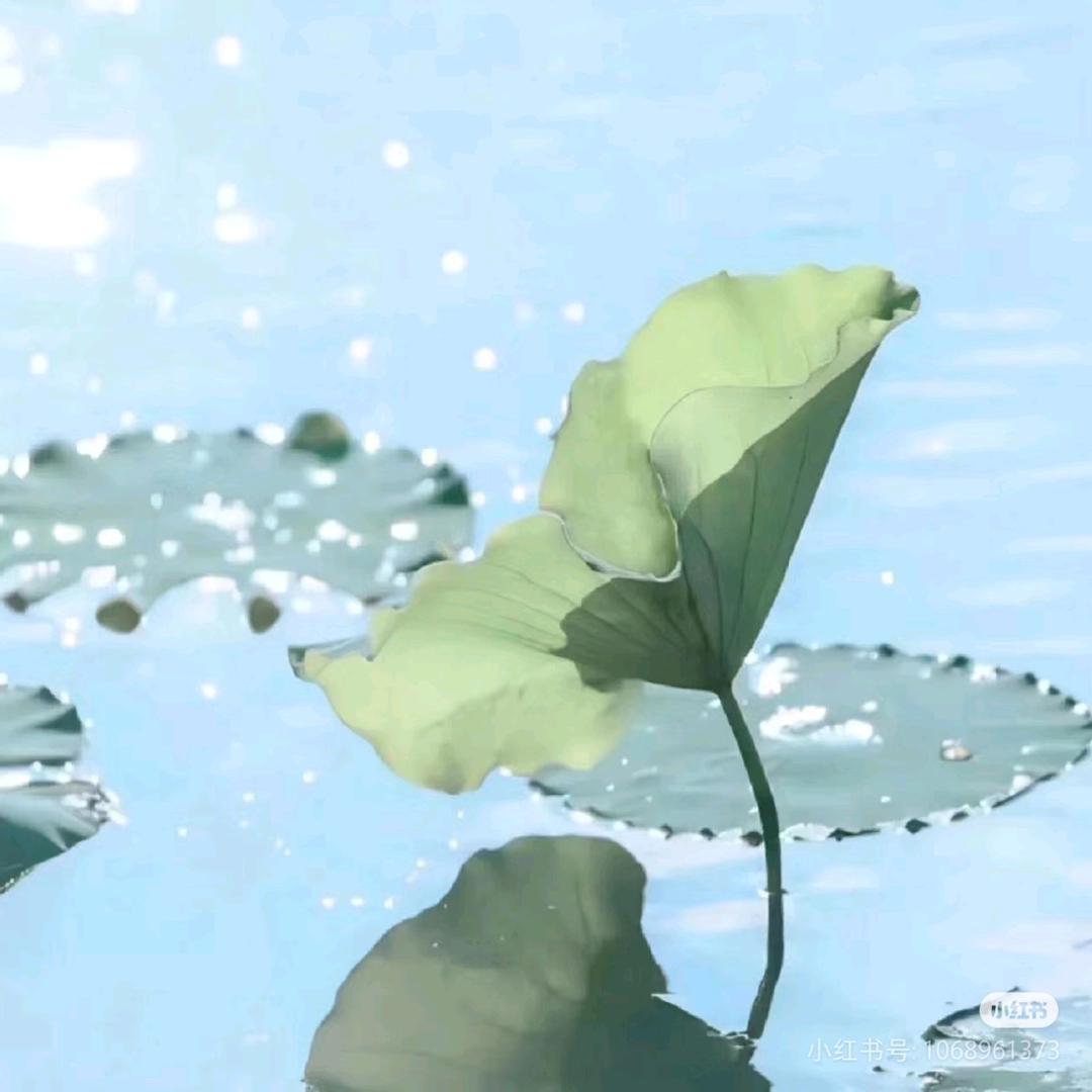 🌺开富贵❤️