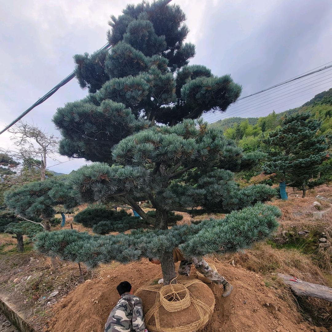 苗木诚供（浙江宁波慈溪）