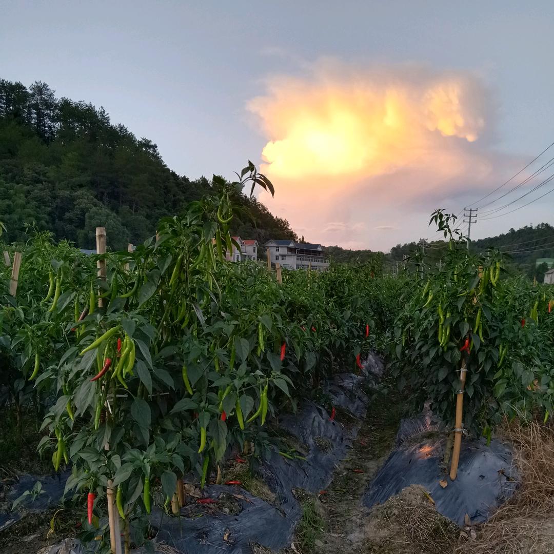 陈先坤