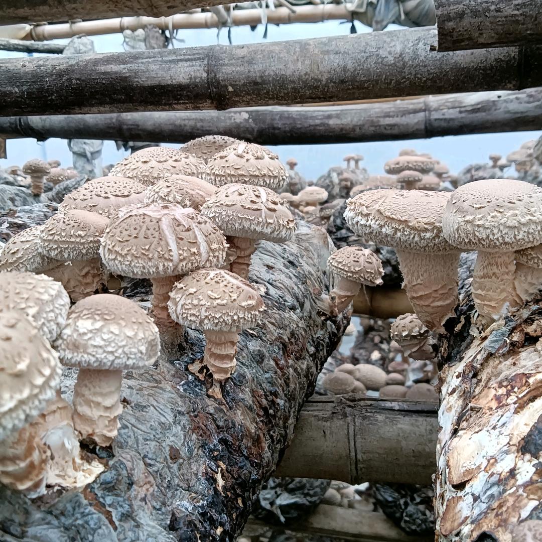 南阳庞哥