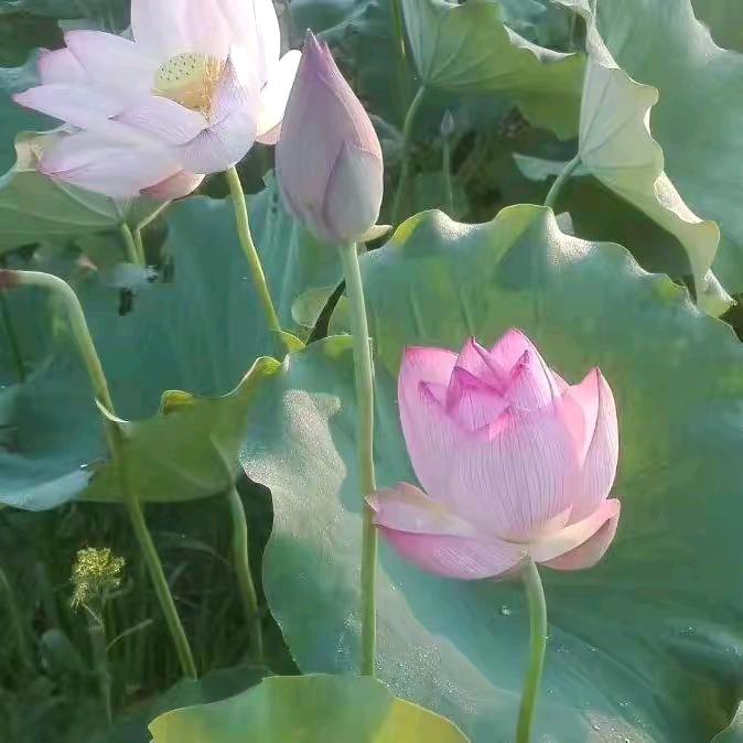许镇二子
